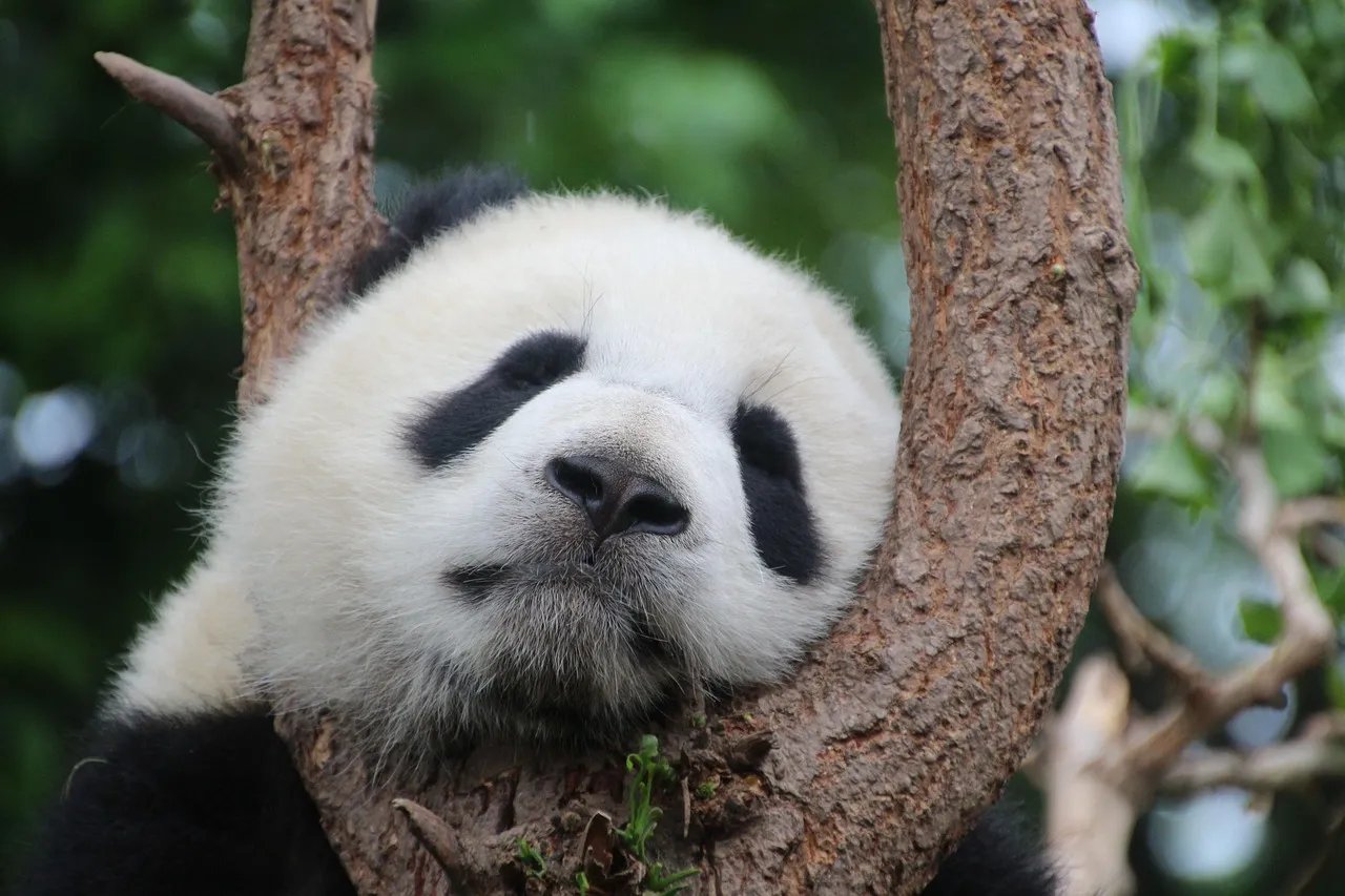 청두 판다(Panda) 생태공원