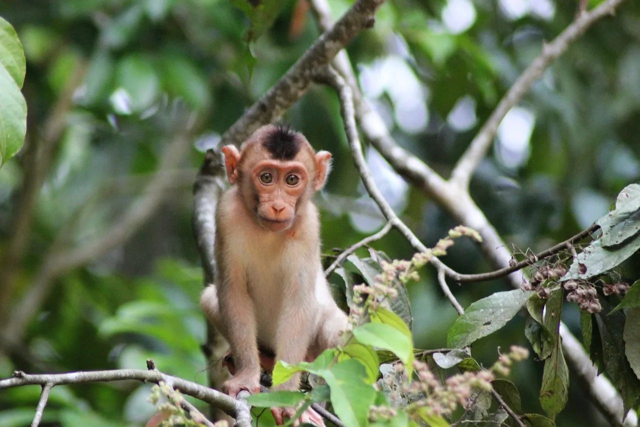 키나바탕간 강(Kinabatangan River), 원시림 탐험