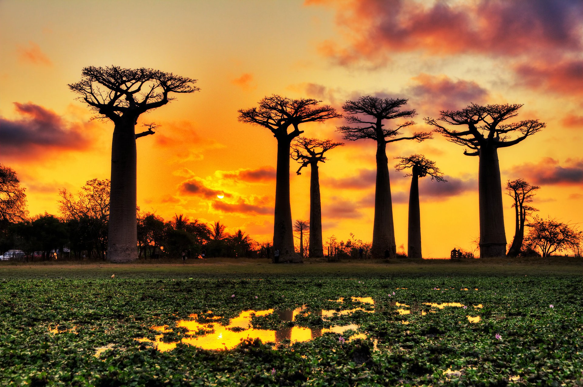 바오밥 나무 가로수길(allee des baobabs)에서 석양의 풍경 감상하기