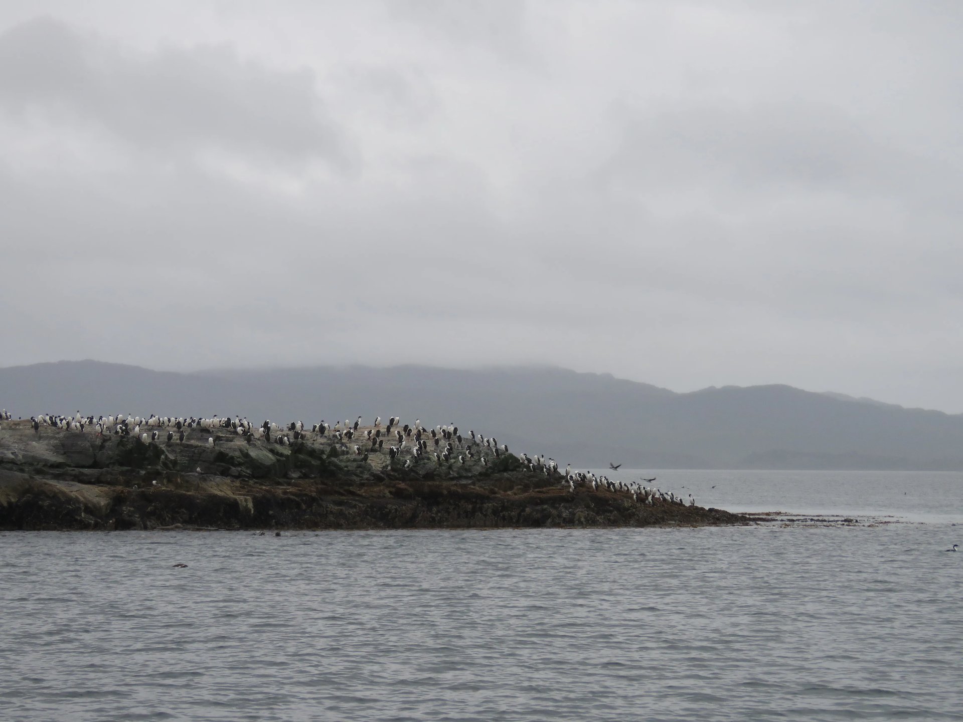 펭귄의 서식지 로스 핑귀노스 천연기념물(Monumento Natural Los Pinguinos)