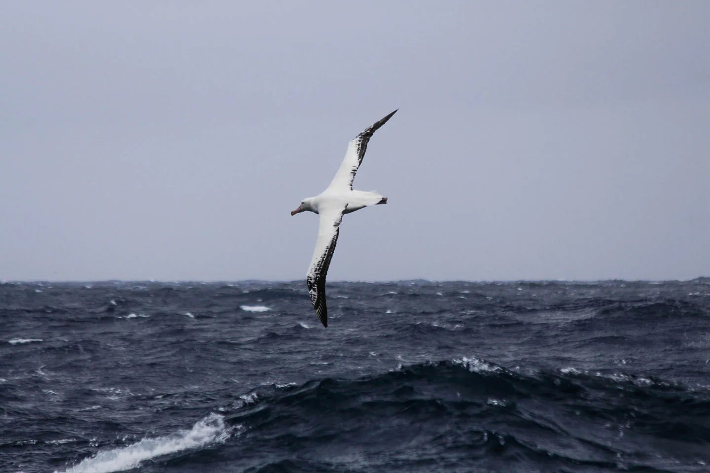 바람이 세고 파도가 높은 드레이크 해협(Drake Passage)
