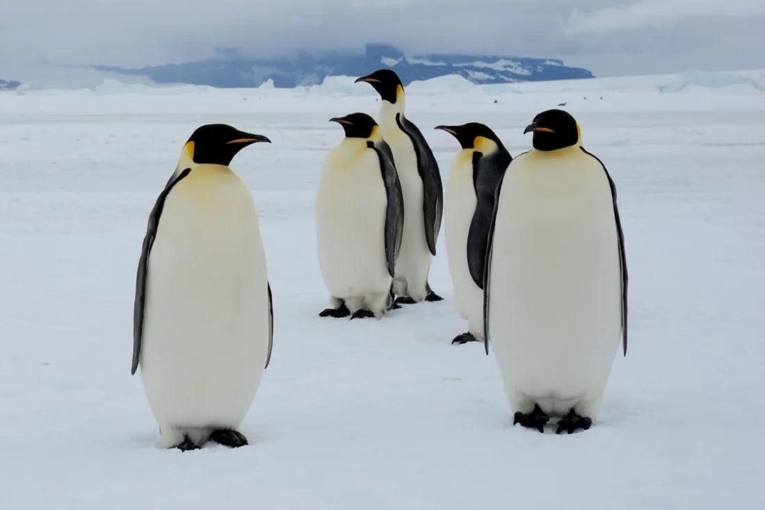Weddell Sea Emperor Penguins © James Cresswell