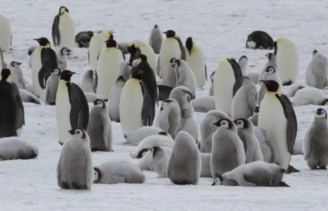 Weddell Sea Snow Hill Emperor penguins © James Cresswell