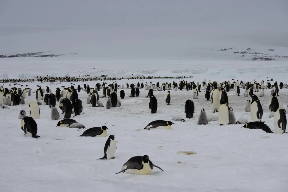 OTL23-23_Day4_Snow-Hill-Island_Antarctica-WeddellSea © Alexandra den Dikken_OEX_IMG_5141.jpeg © Alexandra den Dikken