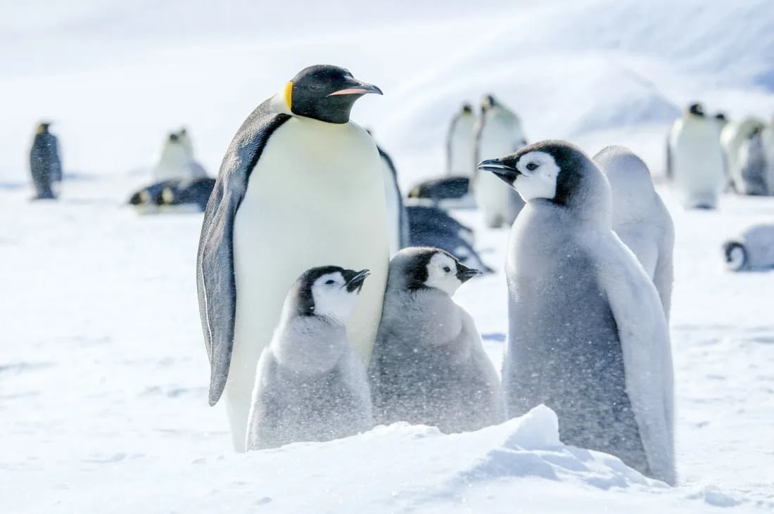 Emperor penguins, Snow Hill Island, Antarctica, Nov © Ilja Reijnen-Oceanwide Expeditions (1).jpg © Ilja Reijnen