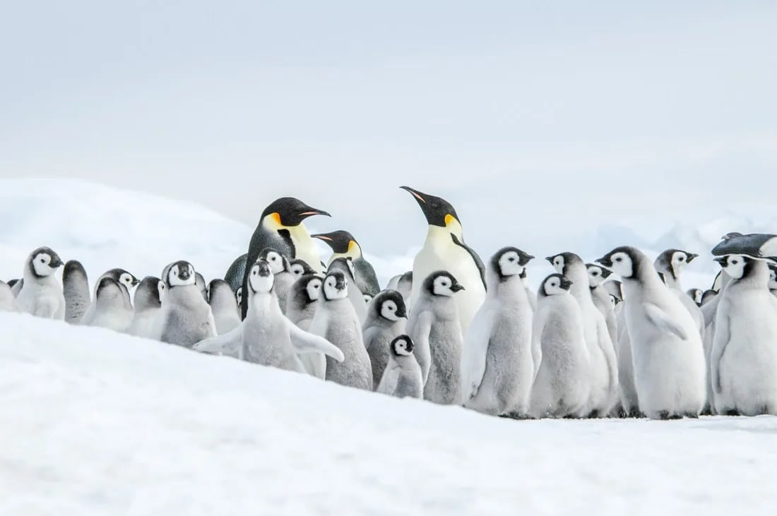 Emperor penguins, Snow Hill Island, Antarctica, Nov © Ilja Reijnen-Oceanwide Expeditions (38).jpg © Ilja Reijnen