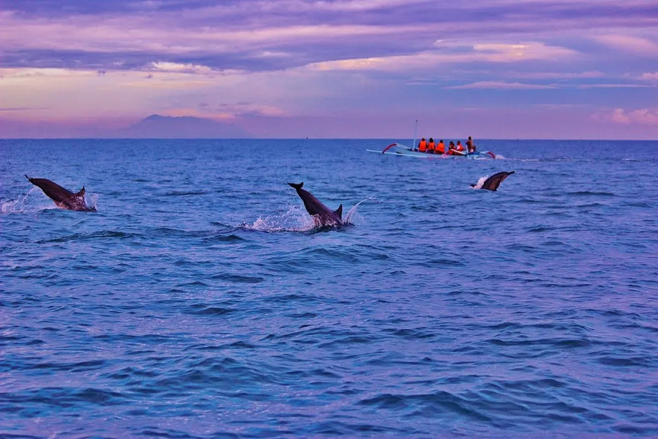 https://pixabay.com/photos/bali-dolphins-sunrise-lovina-286830/