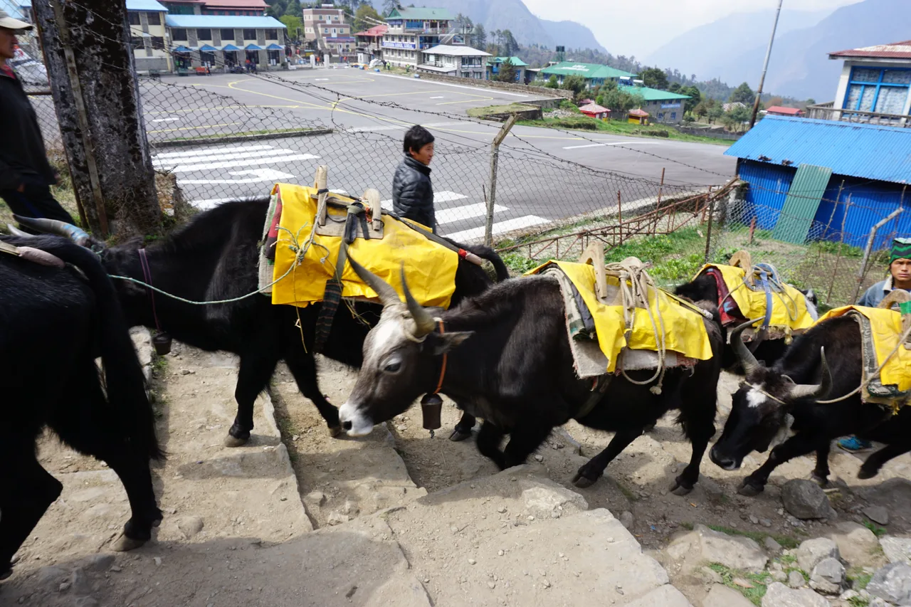 EBC 트레킹중 짐을 운반하는 당나귀
