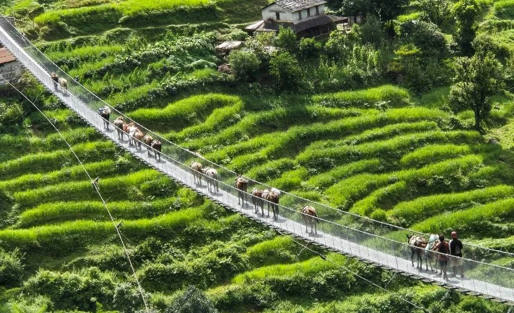 ABC트레킹중 뉴브릿지 다리 건너는 구간 