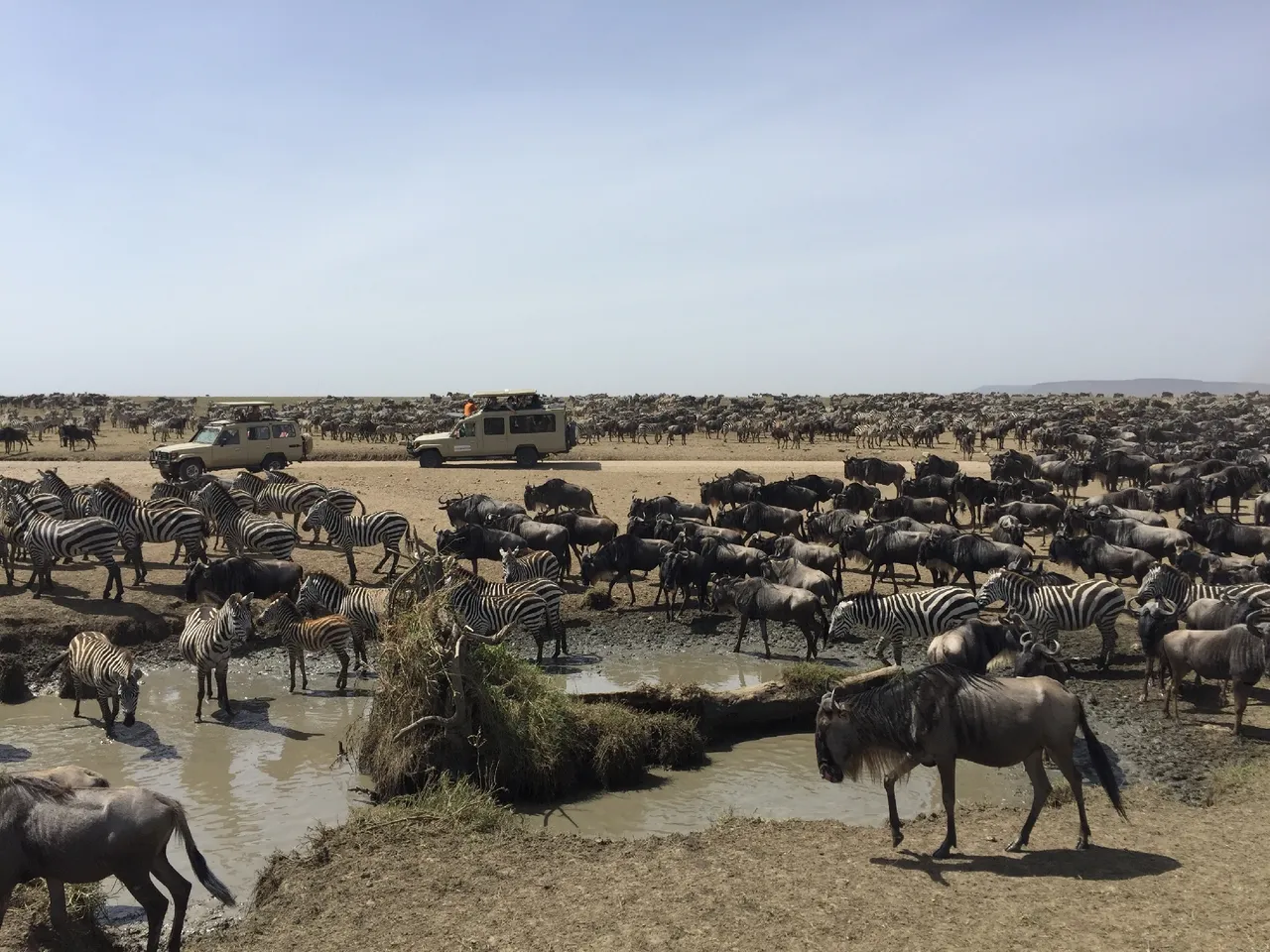 세렝게티 국립공원(Serengeti National park) 에서 개미떼 같은 동물을 보는것은 신발끈의 노하우이다.